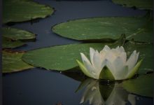 Interfaith and Hope in the Time of Covid 19