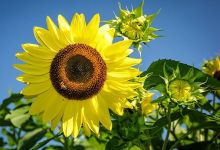Santa Barbara’s Best Bee-Friendly Gardens