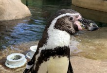 Santa Barbara Zoo’s Lucky the Penguin Dies