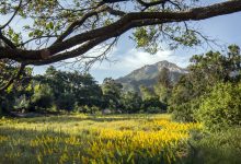 Santa Barbara Botanic Garden Deemed ‘Essential,’ Plans Phased Reopening