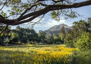 Santa Barbara Botanic Garden Gets Green Thumbs-Up from American Horticultural Society