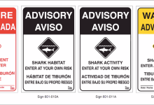 Shark Lab Tags Eight White Sharks off Carpinteria’s Coast