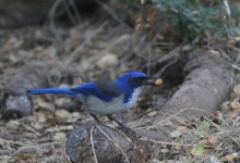 Island Scrub Jays Are the ‘Cache Kings’ of the Channel Islands