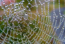 The WE in Wellness: Caring for us All