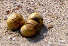 A Microbe That Might Eat Gasoline