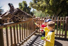 Santa Barbara Zoo to Reopen on June 23