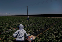 $200,000 to Aid Farmworker Health During Pandemic