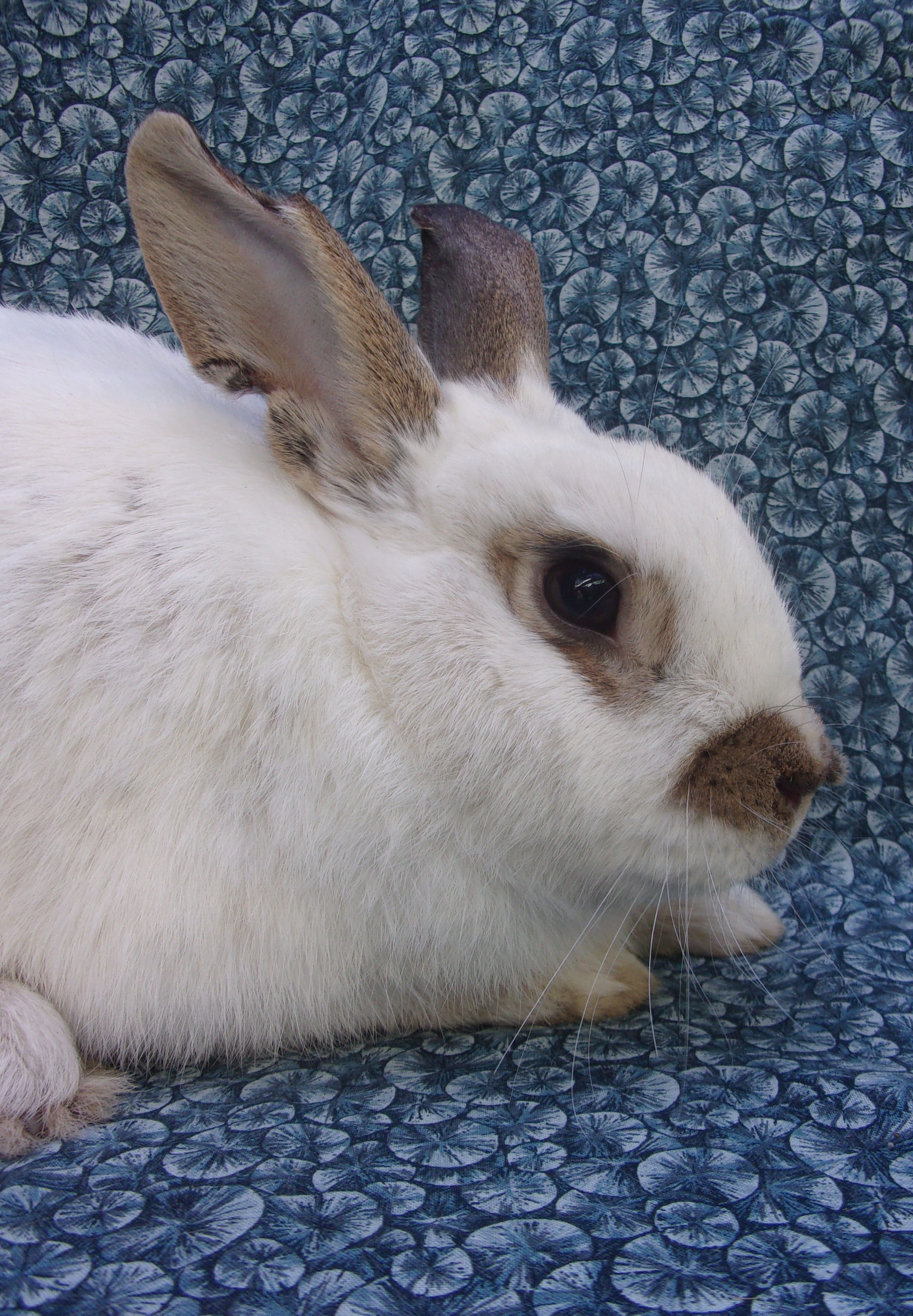 Tolar Rabbits Terrence - The Santa Barbara Independent