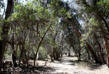 Emergency Cuts at Ellwood Butterfly Grove
