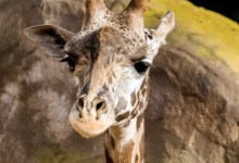 Santa Barbara Zoo Staff Mourns Death of Newborn Giraffe
