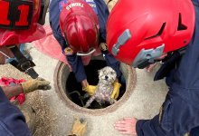Firefighters Rescue Dog Trapped in Drainpipe for Three Days