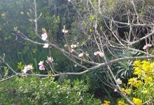 Food Forest Landscaping