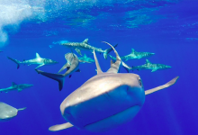 Sharks are Functionally Extinct on Many of the World’s Reefs