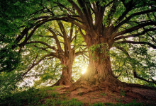 Mindful Self-compassion