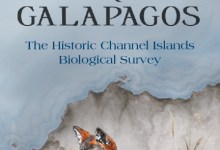 North America’s Galapagos: Channel Islands