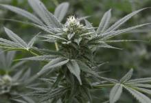 Santa Barbara County Bans Commercial Cannabis in Rural Neighborhoods