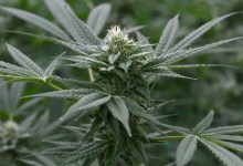 Carpinteria Cannabis Grower Makes Anti-Odor Pact with Santa Barbara Coalition for Responsible Cannabis