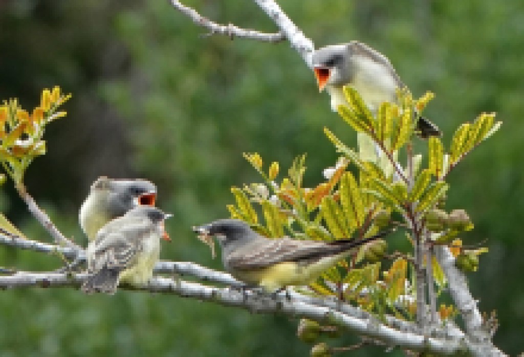 For the Sake of Science, Take Note When You See Birds Gettin’ Busy