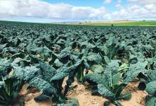 September 19 Santa Barbara County Virtual Farm Day
