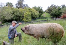 “The Biggest Little Farm” Drive-In Movie Night