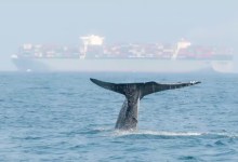 ‘Whale Safe’ Unleashed to Protect Cetaceans from Ship Collisions