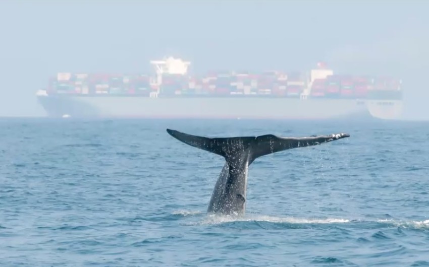 Close Encounter with a Grey Whale at Santa Barbara Harbor