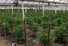 Santa Barbara Supervisors Reject Grand Jury’s Cannabis Report