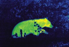 A Hotspot for Seeking Heat