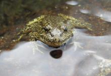 Natural Reserve System Seminar Series