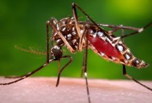 ‘Ankle Biter’ Mosquito with West Nile Found in Santa Barbara