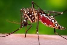 Beware of ‘Ankle Biter’ Mosquitoes