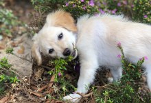 Why Are So Many Folks Hankering for a Pandemic Pup?