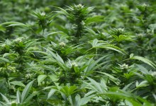 Million-Dollar Lawsuit Between Cannabis Investor and Farmer