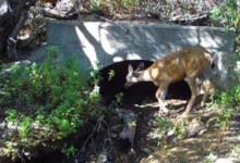 Underground Wildlife Crossing Dispute Renewed