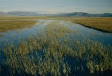 NatureTrack Film Festival Goes Virtual