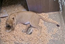 Santa Barbara Zoo’s African Lion Delivers First Cub