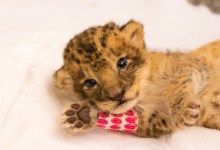 African Lion Cub Born Early November Is Named Pauline