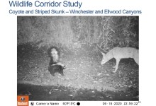 From Cobble Bottoms to Wildlife Along Goleta Creeks