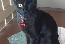 Luna the Kitty Gets By with One Eye