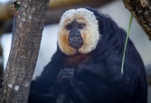 Santa Barbara Zoo Welcomes Two New Monkeys to Family
