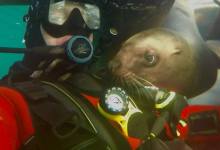 Search Continues for Diver Missing off Santa Cruz Island