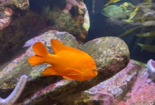 Underwater Parks Day