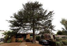 Tree Removal Request Exposes Rotten Underbelly of Santa Barbara’s Appeal Process