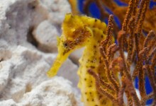 Art Meets Science: Charcoal & Watercolor Seahorses