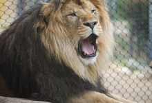 Santa Barbara Zoo To Reopen After COVID Shutdown