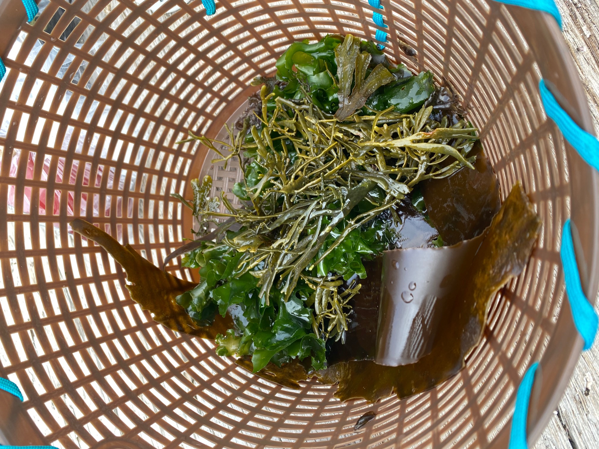 Kombu – Marley Family Seaweeds