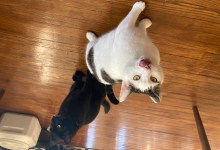 Meet Our Feline Friends Mooshi & Pixel