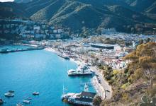 Zoom Event: Learn About The Flora of Santa Catalina Island!