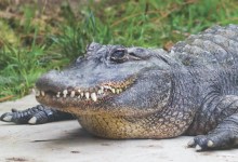 Mary Lou the Alligator, the Santa Barbara Zoo’s Oldest Resident, Dies at 58