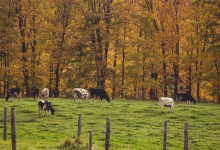 A Farmer’s Insights in Working with Nature
